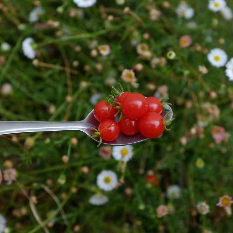 Tomate Groseille Spoon Bio