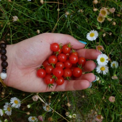 tomates spoon dans une main, au dessus d'un masssif de fleur flou. Mini légumes