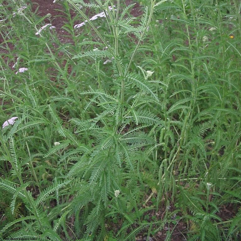 Achillea_millefolium_( Pablo Alberto Salguero Quiles {{GFDL}}) achillée millefeuille : Plante indigène, floraison blanche, très mellifère. Fleurs comestibles utilisées en condiment. Semences reproductibles.