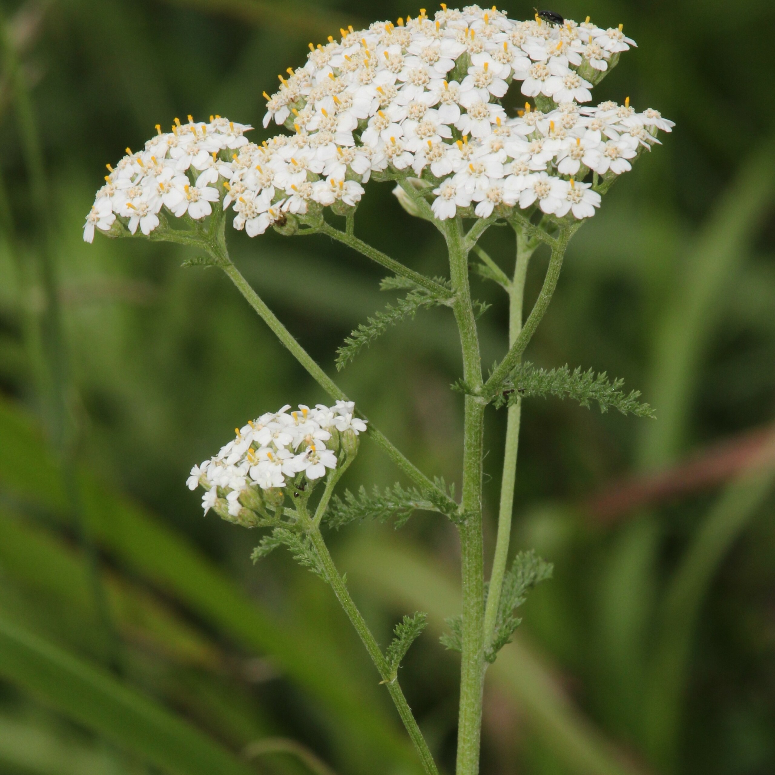 achillée millefeuille : Plante indigène, floraison blanche, très mellifère. Fleurs comestibles utilisées en condiment. Semences reproductibles.