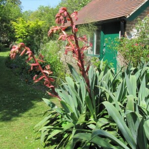 Beschorneria yuccoides Bio - 30 graines