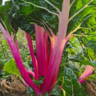 poirée Peppermint bio : donne des cardes rose clair de différents tons. Grandes feuilles de couleur vert foncé. Semences reproductibles.