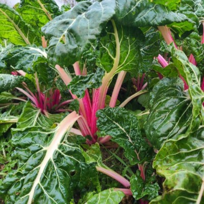 poirée Peppermint bio : donne des cardes rose clair de différents tons. Grandes feuilles de couleur vert foncé. Semences reproductibles.