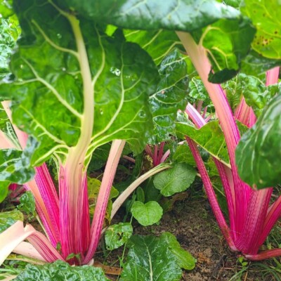 poirée Peppermint bio : donne des cardes rose clair de différents tons. Grandes feuilles de couleur vert foncé. Semences reproductibles.