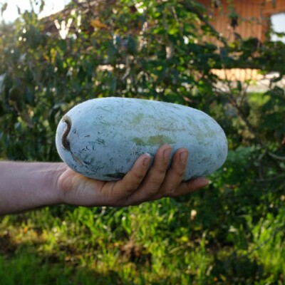 Courge Cireuse Chieh Qua Sweet Little Heart bio : variété offrant des fruits vert foncé utilisés dans la cuisine asiatique. Semences reproductibles.