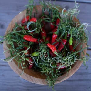 piment mutant variegata : très beau piment ornemental avec des feuilles linéaires et panachées de blanc.