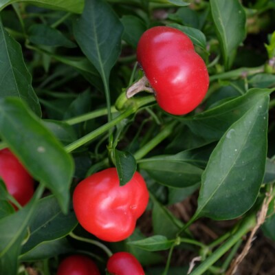 Poivron mini red bell : Variété de mini poivron productive. Petits fruits ronds rouge à maturité, chair épaisse, juteuse et sucrée. Port compact, peut se cultiver en pot.