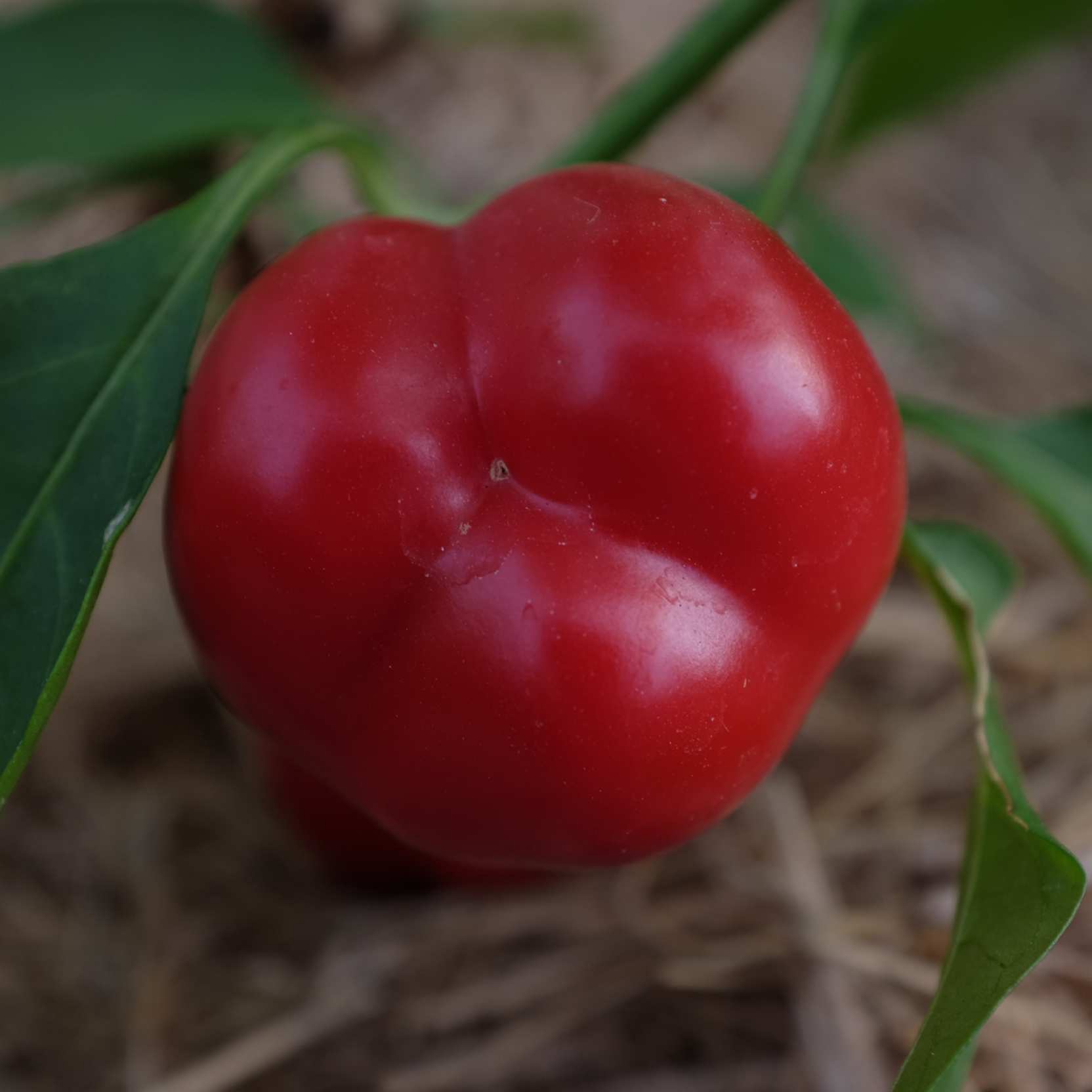 DSCF5389_WEB Poivron mini red bell : Variété de mini poivron productive. Petits fruits ronds rouge à maturité, chair épaisse, juteuse et sucrée. Port compact, peut se cultiver en pot.