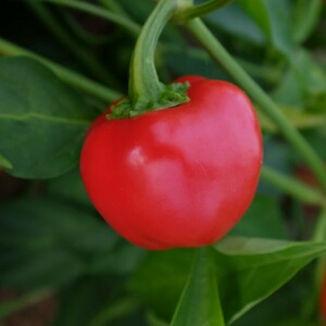 Poivron mini red bell : Variété de mini poivron productive. Petits fruits ronds rouge à maturité, chair épaisse, juteuse et sucrée. Port compact, peut se cultiver en pot.