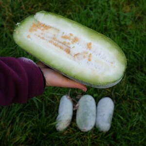 Courge Cireuse Chieh Qua Sweet Little Heart bio : variété offrant des fruits vert foncé utilisés dans la cuisine asiatique. Semences reproductibles.