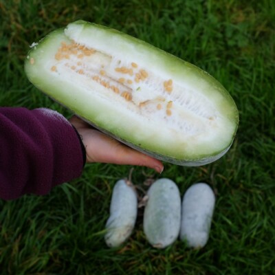 Courge Cireuse Chieh Qua Sweet Little Heart bio : variété offrant des fruits vert foncé utilisés dans la cuisine asiatique. Semences reproductibles.