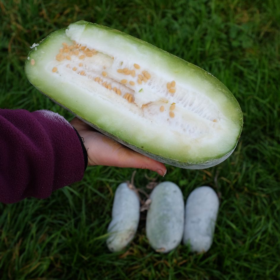 Courge Cireuse Chieh Qua Sweet Little Heart Bio