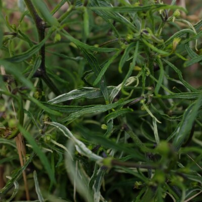 piment mutant variegata : très beau piment ornemental avec des feuilles linéaires et panachées de blanc.