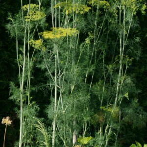 Fenouil officinale bio : plante ornementale, condimentaire et médicinale. Feuillage très découpé. Semences reproductibles.