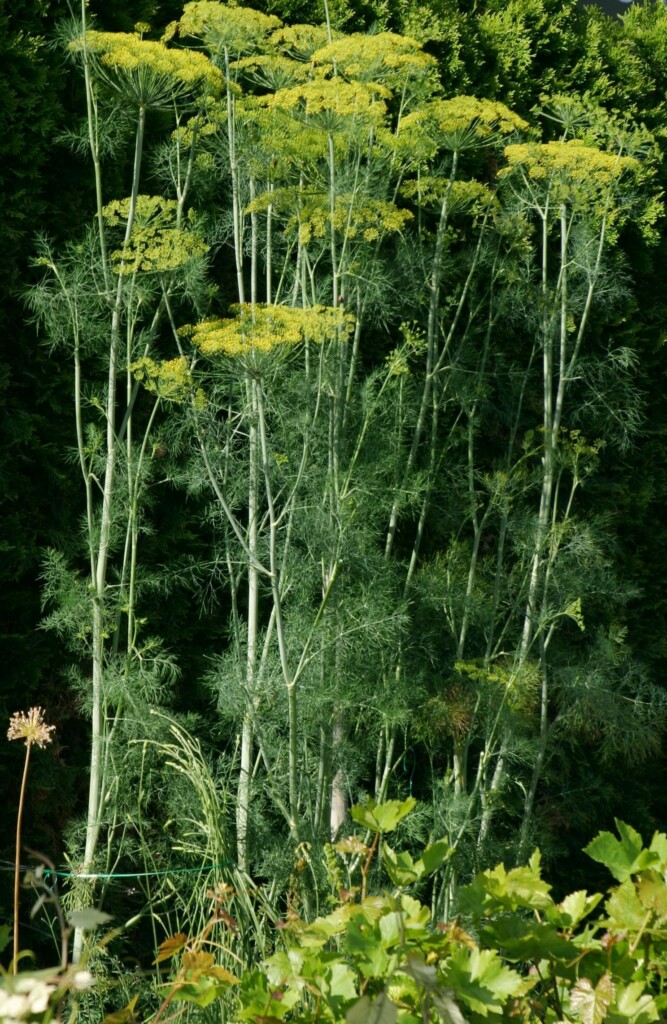 Fenouil officinale Bio