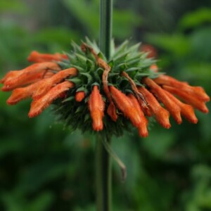 Leonotis nepetifolia : plante pouvant atteindre 3 mètres en hauteur. fleurs orange. semences reproductibles.