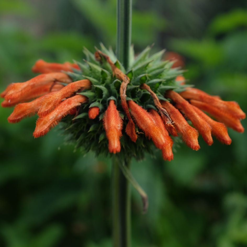 Leonotis nepetifolia Bio