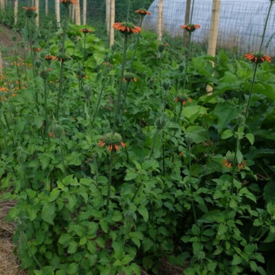 Leonotis nepetifolia : plante pouvant atteindre 3 mètres en hauteur. fleurs orange. semences reproductibles.