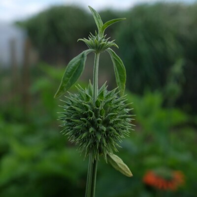Leonotis nepetifolia : plante pouvant atteindre 3 mètres en hauteur. fleurs orange. semences reproductibles.