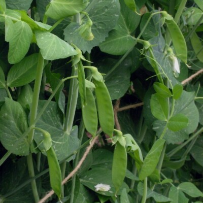 pois mangetout Héraut Record : variété très productive donnant des gousses larges et tendres. Variétés ancienne.