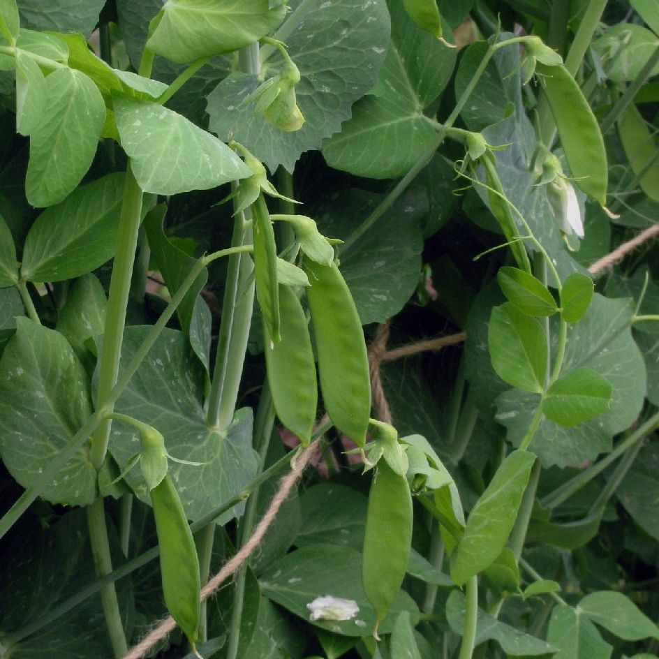 Pois à rame Héraut Record Bio
