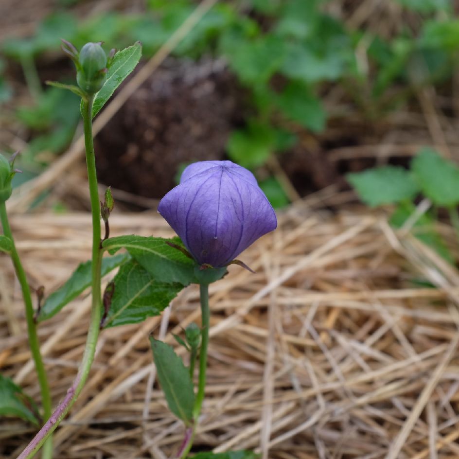 Platycodon grandiflorus -bio-semence- boite-a-graines-2024 (2)_WEB Platycodon grandiflora : Belle espèce vivace à fleur en corolle de couleur bleu. Idéale en massif ou rocaille. Semences reproductibles.