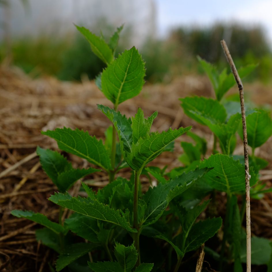 Platycodon grandiflorus -bio-semence- boite-a-graines-2024 (6)_WEB Platycodon grandiflora : Belle espèce vivace à fleur en corolle de couleur bleu. Idéale en massif ou rocaille. Semences reproductibles.