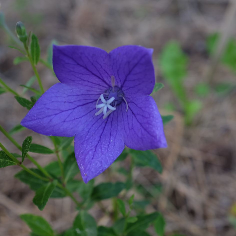 Platycodon grandiflorus -bio-semence- boite-a-graines-2024 (7)_WEB Platycodon grandiflora : Belle espèce vivace à fleur en corolle de couleur bleu. Idéale en massif ou rocaille. Semences reproductibles.