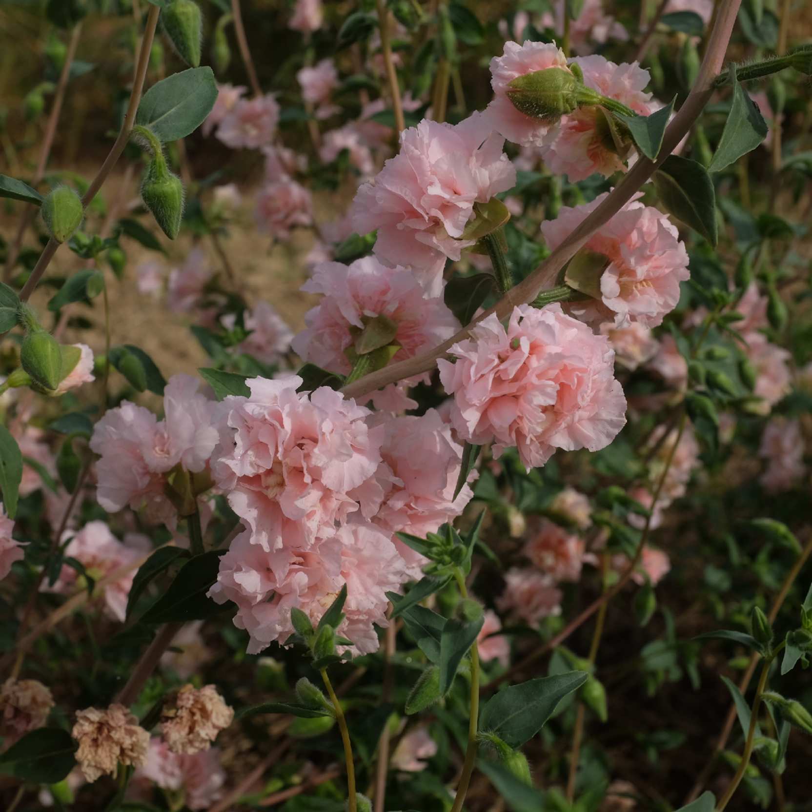 clarkia-apple-blossom-bio-semence-la-boite-a-graines-2025 (10)_WEB Clarkia Appleblossom : Belle plante présentant des fleurs doubles, culture facile. Semences reproductibles.
