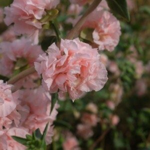 Clarkia Appleblossom : Belle plante présentant des fleurs doubles, culture facile. Semences reproductibles.