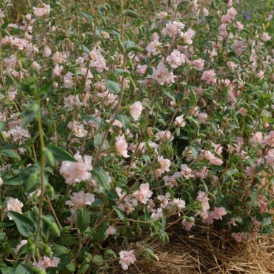 Clarkia Appleblossom : Belle plante présentant des fleurs doubles, culture facile. Semences reproductibles.