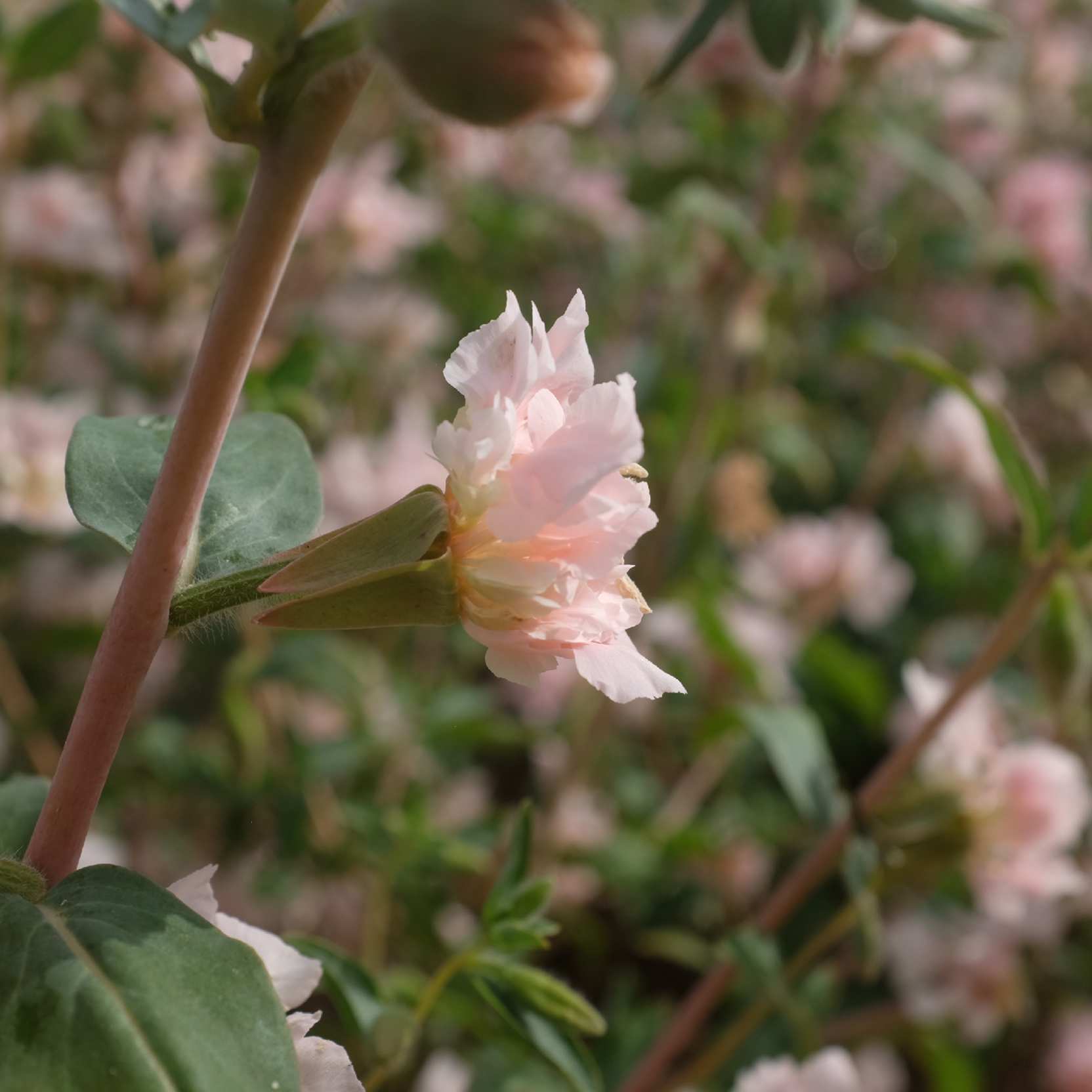 clarkia-apple-blossom-bio-semence-la-boite-a-graines-2025 (18)_WEB Clarkia Appleblossom : Belle plante présentant des fleurs doubles, culture facile. Semences reproductibles.