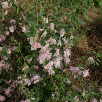 Clarkia Appleblossom : Belle plante présentant des fleurs doubles, culture facile. Semences reproductibles.