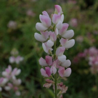 Lupin Avalune White Pink : variété compacte aux fleurs blanc et rose. Idéal en massif ou en pot. Floraison élégante.