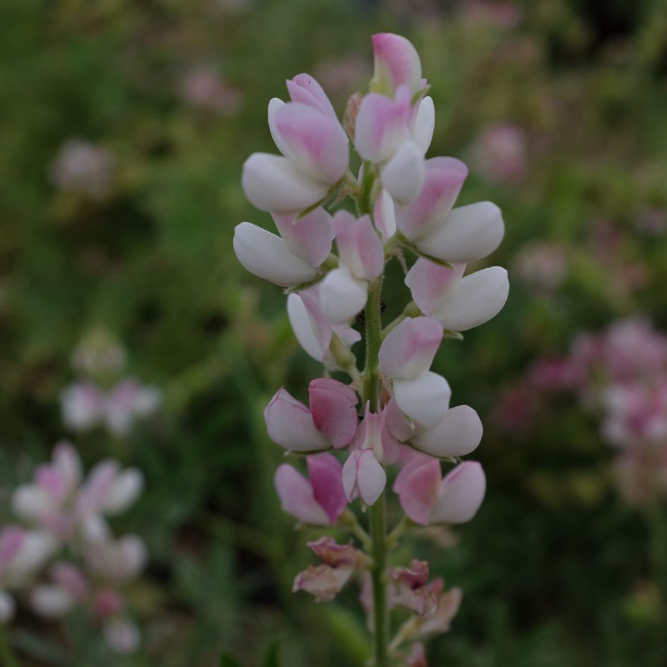 lupin avalune pink white (1)_WEB Lupin Avalune White Pink : variété compacte aux fleurs blanc et rose. Idéal en massif ou en pot. Floraison élégante.