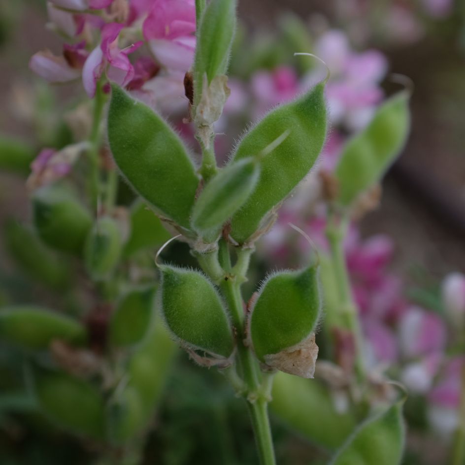 lupin avalune pink white (6)_WEB Lupin Avalune White Pink : variété compacte aux fleurs blanc et rose. Idéal en massif ou en pot. Floraison élégante.