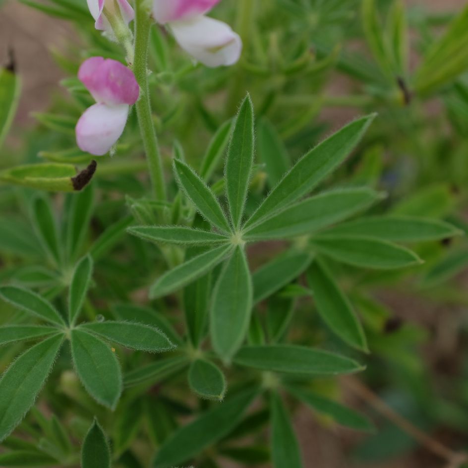 lupin avalune pink white (9)_WEB Lupin Avalune White Pink : variété compacte aux fleurs blanc et rose. Idéal en massif ou en pot. Floraison élégante.