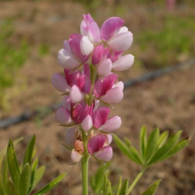 Lupin Avalune White Pink : variété compacte aux fleurs blanc et rose. Idéal en massif ou en pot. Floraison élégante.