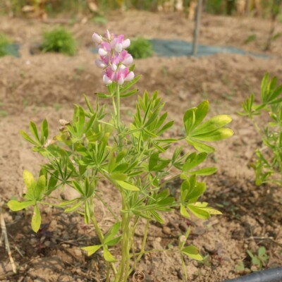 Lupin Avalune White Pink : variété compacte aux fleurs blanc et rose. Idéal en massif ou en pot. Floraison élégante.
