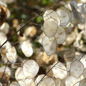 Monnaie du pape bio : plantes portant des fruits en forme de capsule servant pour la fleuristerie. Semences reproductibles.