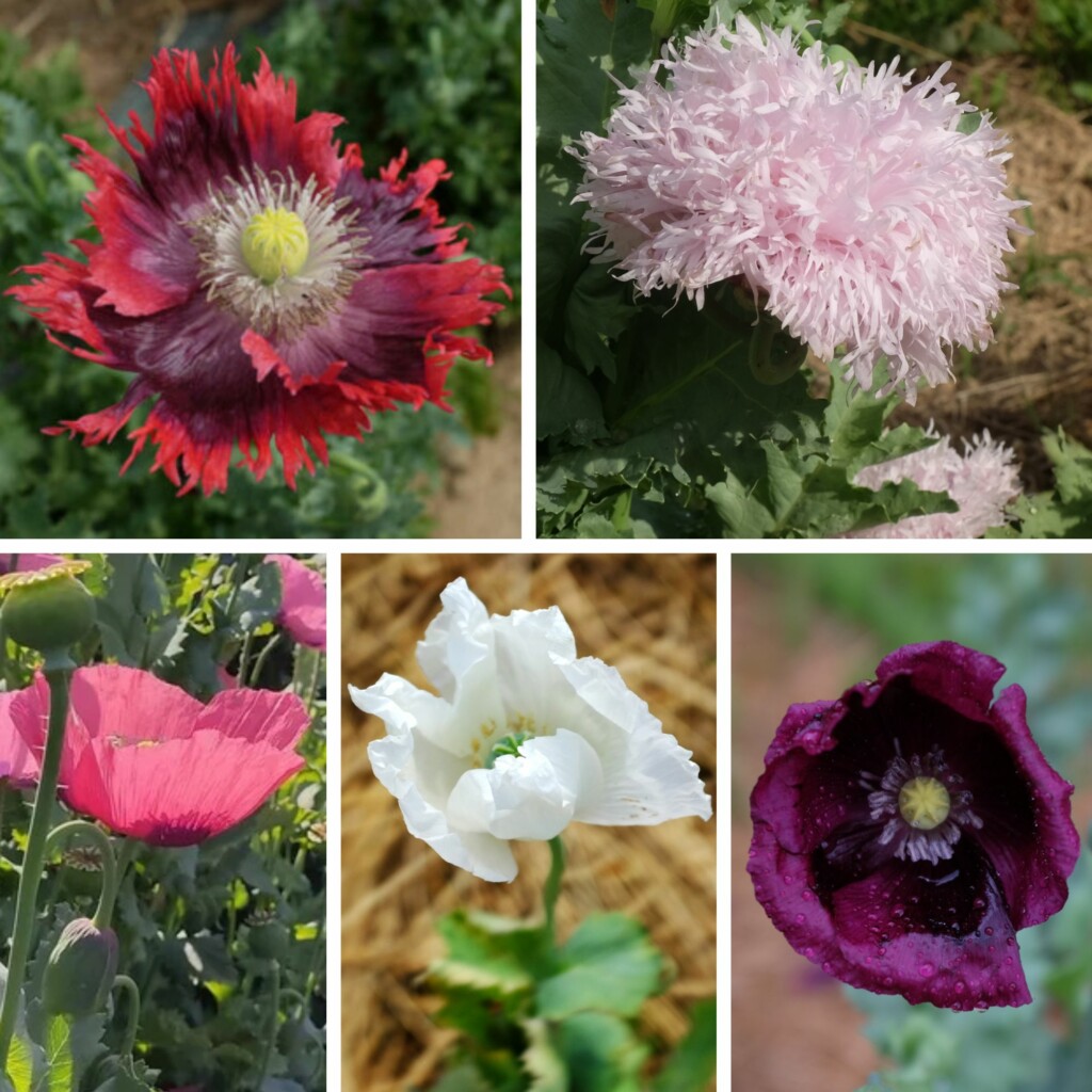 Mélange de Pavot Bio – Gamme Couleur au Jardin