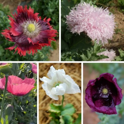 Mélange de Pavot Bio - Gamme Couleur au Jardin