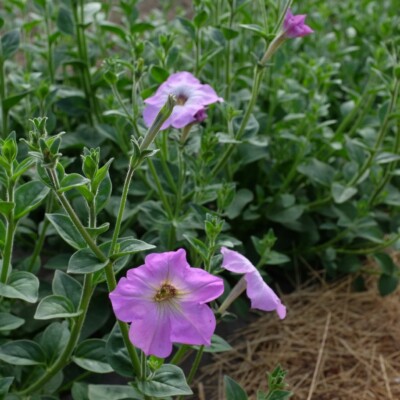 Petunia integrifolia bio : Plante portant des fleurs mauves à coeur blanc. Adaptée aux massifs, rocaille et terrasse. Semences reproductibles.