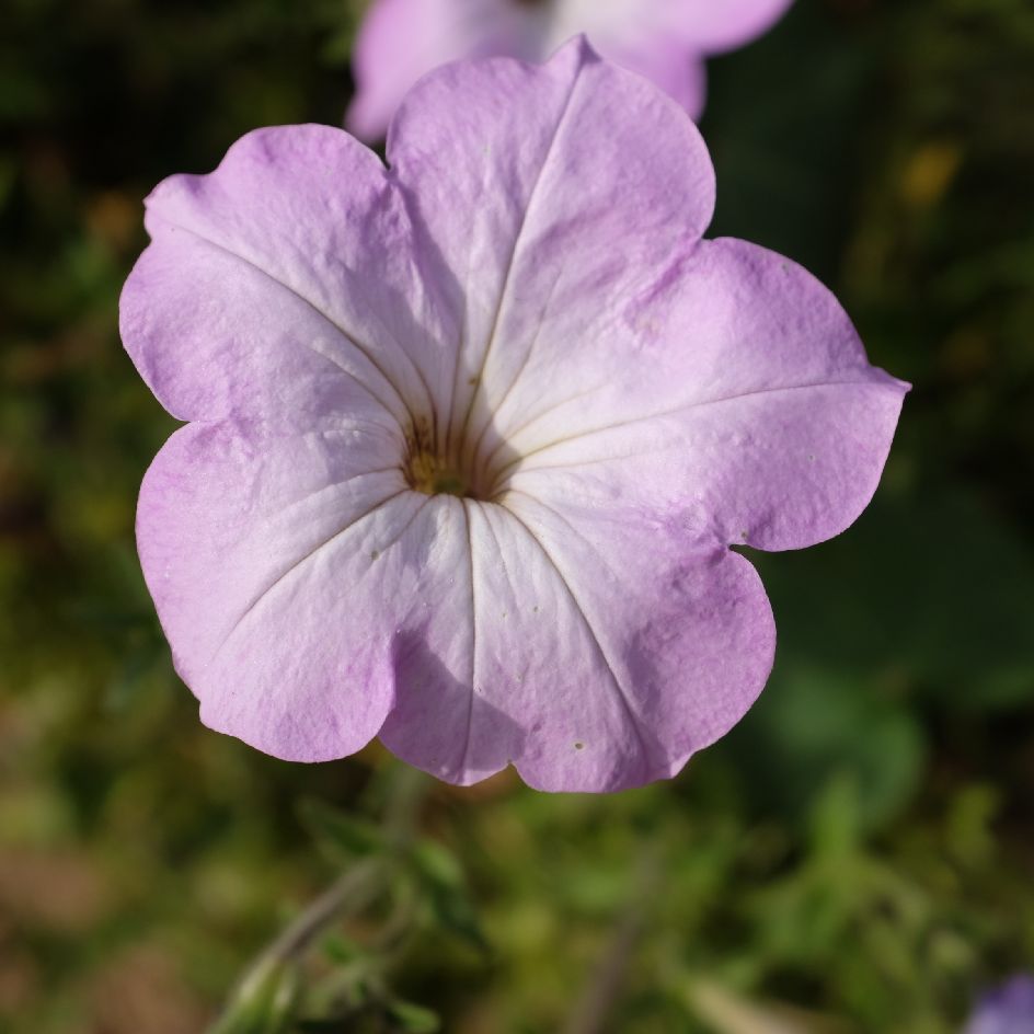 Petunia integrifolia Bio