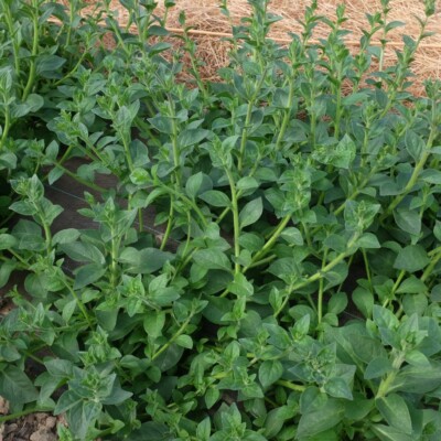 Petunia integrifolia bio : Plante portant des fleurs mauves à coeur blanc. Adaptée aux massifs, rocaille et terrasse. Semences reproductibles.