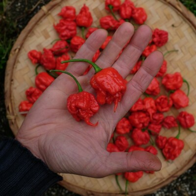 Piment Carolina Reaper Bio