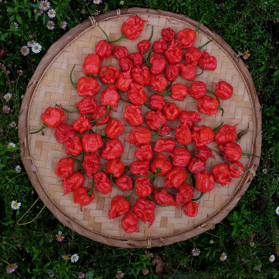 piment-carolina-reaper-bio-semence-boite-a-graines-2024 (8)_WEB