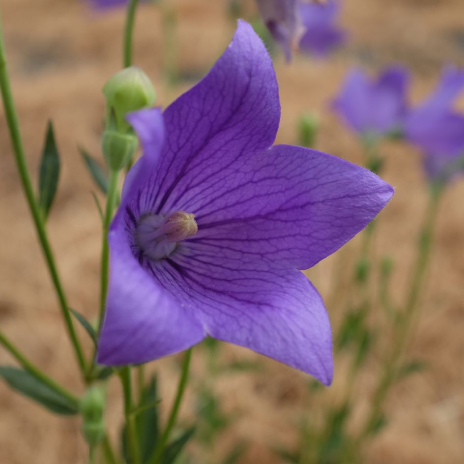 Platycodon grandiflora Bio