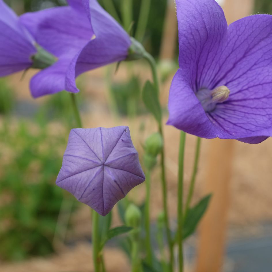 platycodon grandiflora (6)_WEB Platycodon grandiflora : Belle espèce vivace à fleur en corolle de couleur bleu. Idéale en massif ou rocaille. Semences reproductibles.