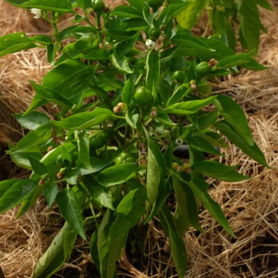 Poivron mini red bell : Variété de mini poivron productive. Petits fruits ronds rouge à maturité, chair épaisse, juteuse et sucrée. Port compact, peut se cultiver en pot.